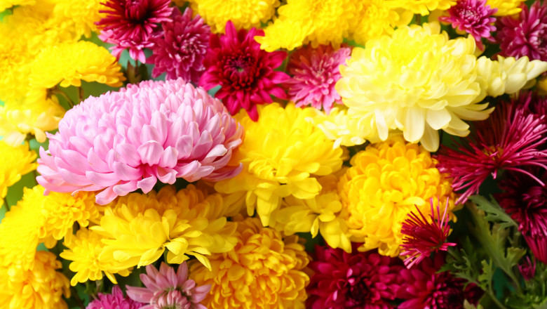 Fresh,Chrysanthemum,Flowers,As,Background,,Closeup