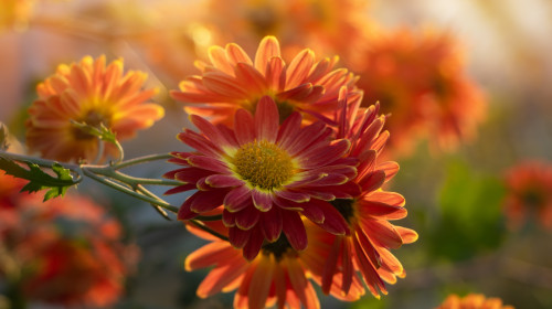 Closeup,On,Red,Chrysanthemum,Flowers,In,The,Garden,In,Sun