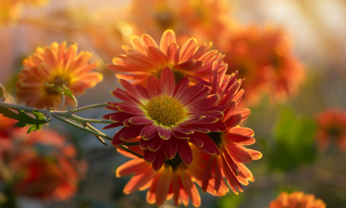 Closeup,On,Red,Chrysanthemum,Flowers,In,The,Garden,In,Sun