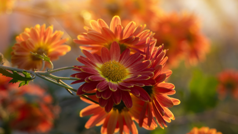 Closeup,On,Red,Chrysanthemum,Flowers,In,The,Garden,In,Sun