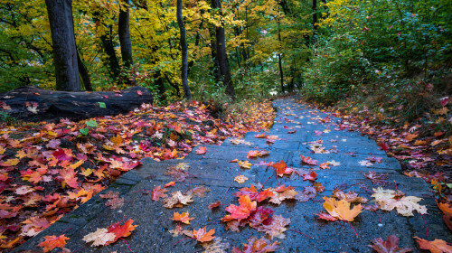 Autumn,Leaves,On,The,Road,To,&quot;cetatea,Cisnadioara&quot;,,Romania