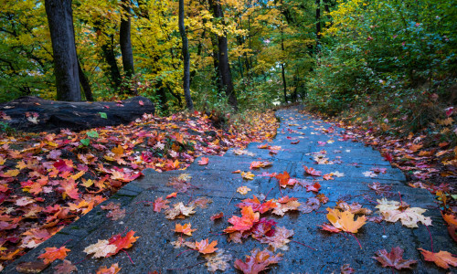 Autumn,Leaves,On,The,Road,To,