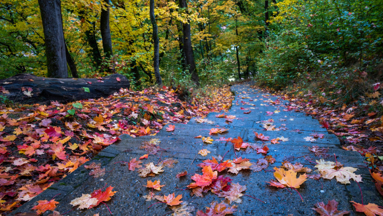 Autumn,Leaves,On,The,Road,To,"cetatea,Cisnadioara",,Romania