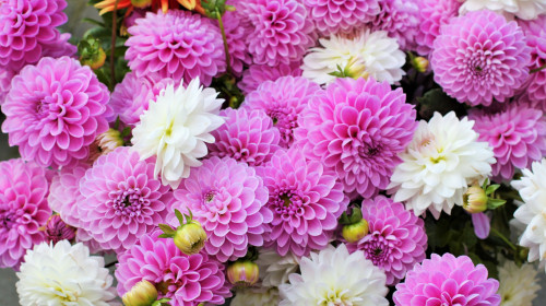 Dahlias,Autumn,Fall,Summer,Pink