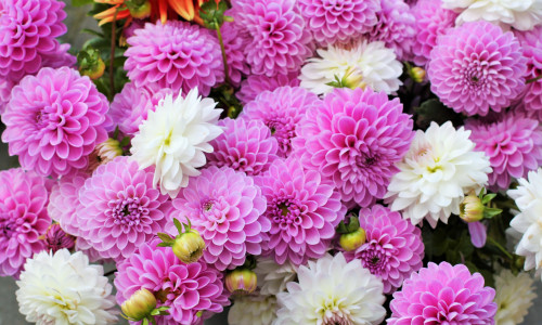 Dahlias,Autumn,Fall,Summer,Pink