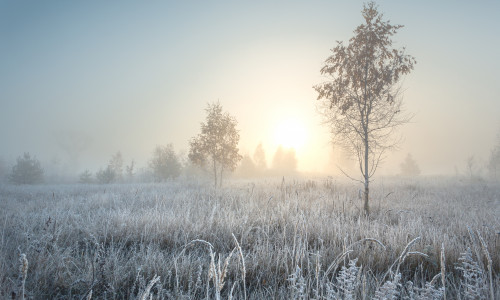 Stunning,Autumn,Sunrise,Landscape,With,Birch,Tree,On,A,Foggy