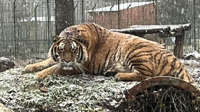 ares, tigru zoo pitesti