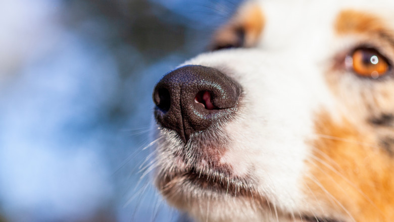 Macro,Dog,Nose,With,Blur,Background