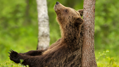 Close,Up,Of,An,Eurasian,Brown,Bear,Leaning,Against,A