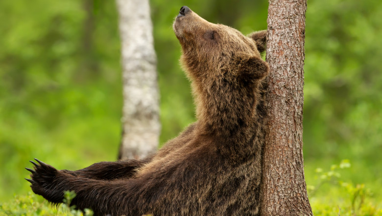 Close,Up,Of,An,Eurasian,Brown,Bear,Leaning,Against,A