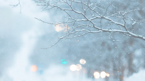 Snow-covered,Branches,And,Snowflakes,In,The,Air.,Glittering,Lights,Out