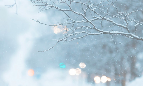 Snow-covered,Branches,And,Snowflakes,In,The,Air.,Glittering,Lights,Out