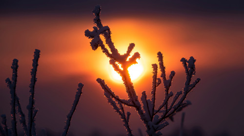 A,Frost-covered,Branch,Against,The,Dull,Winter,Sun.,December,Solstice,