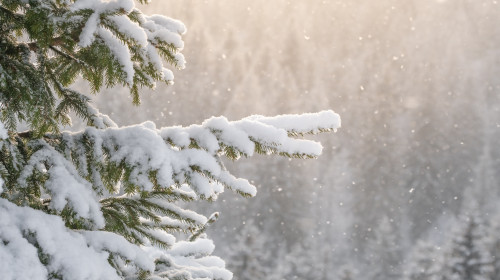 Beautiful,Winter,Scenery,With,Snow,Falling,On,A,Spruce,Tree