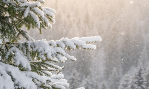 Beautiful,Winter,Scenery,With,Snow,Falling,On,A,Spruce,Tree