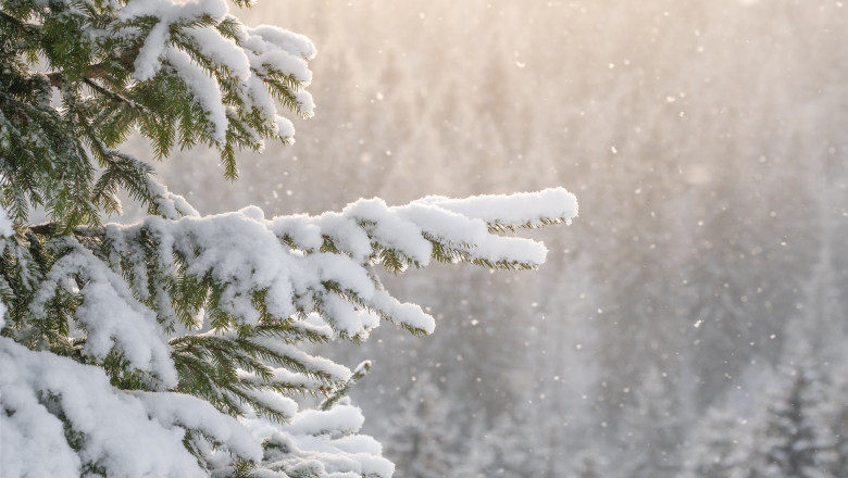 Beautiful,Winter,Scenery,With,Snow,Falling,On,A,Spruce,Tree