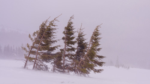 Small,Fir,Trees,During,A,Snowstorm.,The,Green,Branches,Of