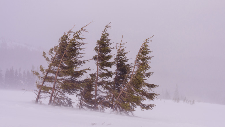 Small,Fir,Trees,During,A,Snowstorm.,The,Green,Branches,Of