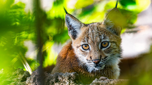 Carpathian,Lynx,(lynx,Lynx,Carpathicus),During,The,Autumn.,Subspecies,Of