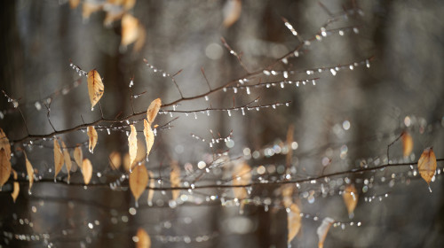 Vreme februarie/ Shutterstock