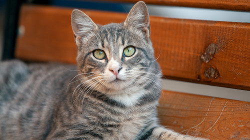 Homeless,Stray,Cat,Resting,On,Wooden,Bench,In,Park.,Abandoned