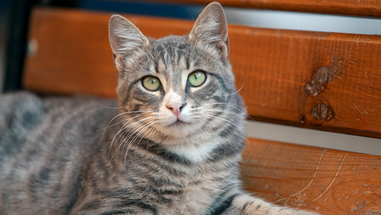 Homeless,Stray,Cat,Resting,On,Wooden,Bench,In,Park.,Abandoned