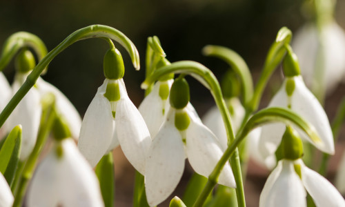 Snowdrop,Flowers,(galanthus,Nivalis),Close,Up.,Blooming,White,Flowers,In