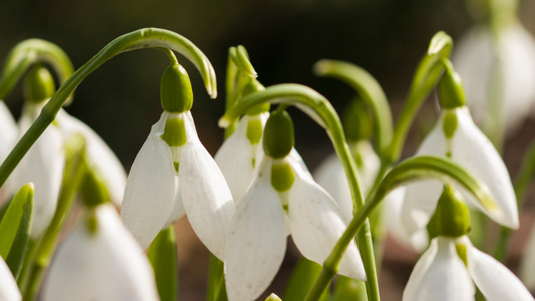 Snowdrop,Flowers,(galanthus,Nivalis),Close,Up.,Blooming,White,Flowers,In