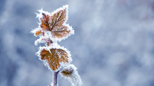 Currant,Branch,With,Frost-covered,Dry,Leaves,On,A,Blurred,Background