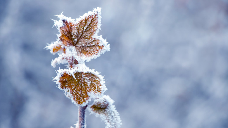 Currant,Branch,With,Frost-covered,Dry,Leaves,On,A,Blurred,Background