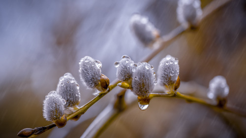 Willow,Blossom,Branch,With,Seals,Under,The,Rain,With,Water