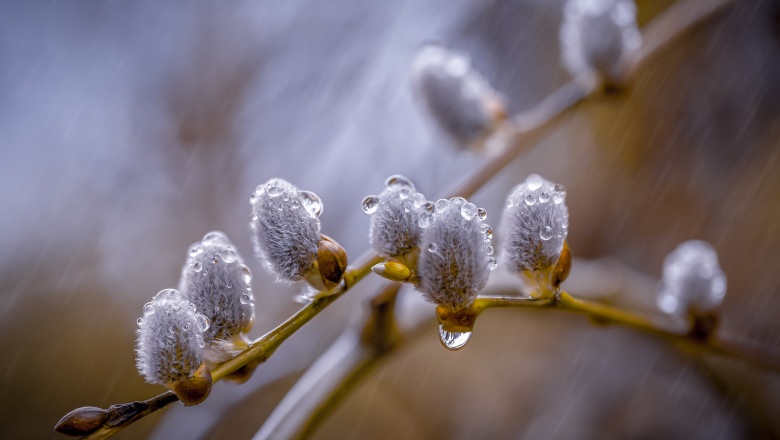 Willow,Blossom,Branch,With,Seals,Under,The,Rain,With,Water