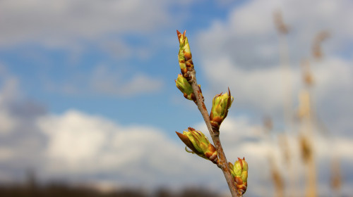 Nature,Wakes,Up,,First,Leaves,On,Branches