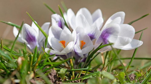 Crocus,Prins,Claus,Grown,In,The,Garden.,Spring,Weather,In