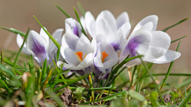 Crocus,Prins,Claus,Grown,In,The,Garden.,Spring,Weather,In