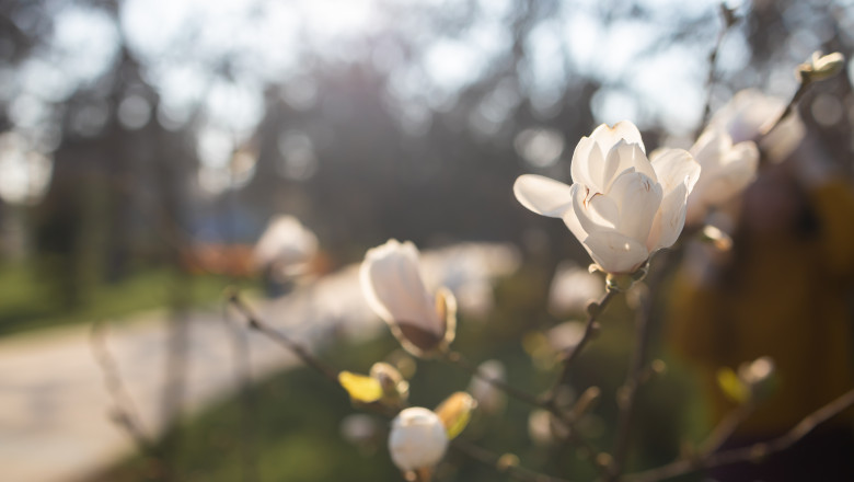 Magnolia,Tree,Blossom,In,Springtime.,Tender,White,Flowers,Bathing,In