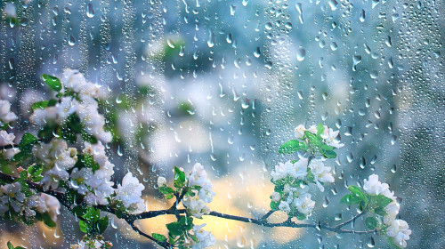 Spring,Rain,In,Blooming,Garden,,Concept,Freshness,Nature,Weather,Seasonal