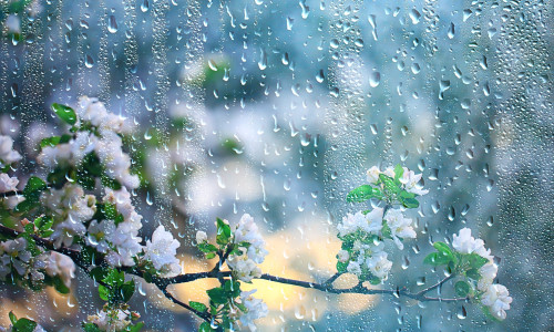 Spring,Rain,In,Blooming,Garden,,Concept,Freshness,Nature,Weather,Seasonal