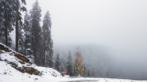 Snowy,Mountain,Road,,Romania.,Winter,Scenery-,Winter,Landscape,Theme.,Pine