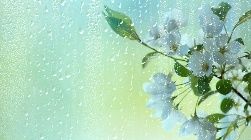 Spring,Flowers,Rain,Drops,,Abstract,Blurred,Background,Flowers,Fresh,Rain