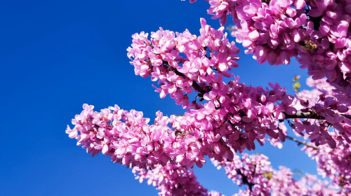 Redbud,Pink,Flowers,In,Blue,Sky,Of,Sunny,Day,In