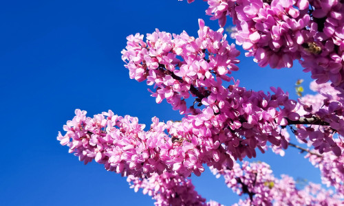 Redbud,Pink,Flowers,In,Blue,Sky,Of,Sunny,Day,In