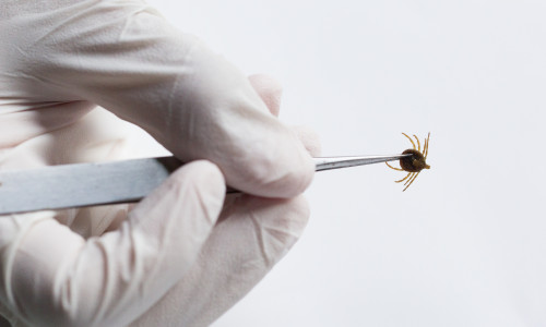 Naval,Research,And,Testing,Ticks,.