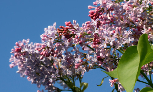 Bright,Purple,Lilac.,Flowers,In,Spring.,Nice,Weather.,Flowering,In