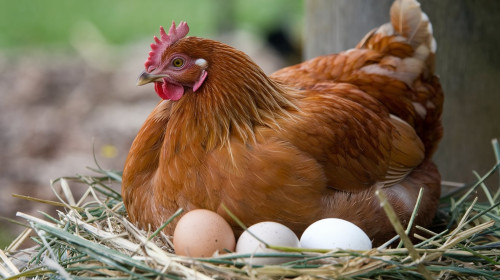 A,Close-up,Shot,Of,A,Rhode,Island,Red,Hen,Nestled