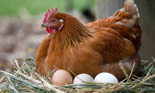 A,Close-up,Shot,Of,A,Rhode,Island,Red,Hen,Nestled