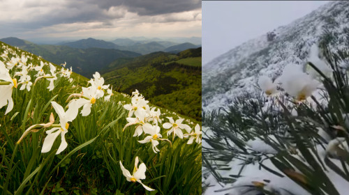 muntii rodnei