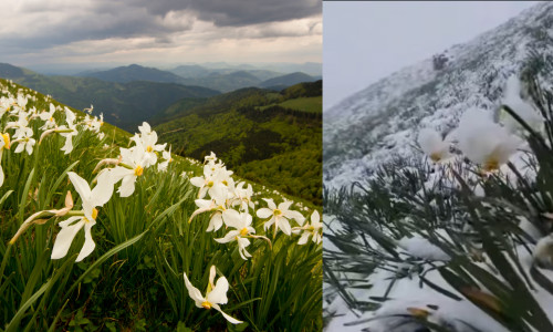 muntii rodnei