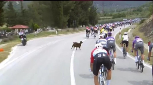 Momentul când o capră i-a tăiat calea unui ciclist la Turul Italiei/ Foto: Captură video