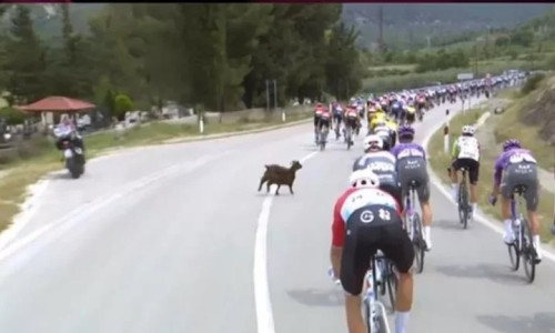 Momentul când o capră i-a tăiat calea unui ciclist la Turul Italiei/ Foto: Captură video